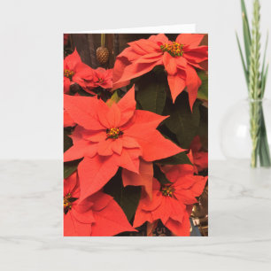 Poinsettia Merry Christmas Card