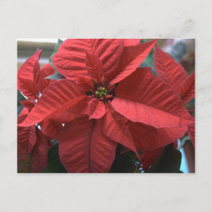 Poinsettia Postcard