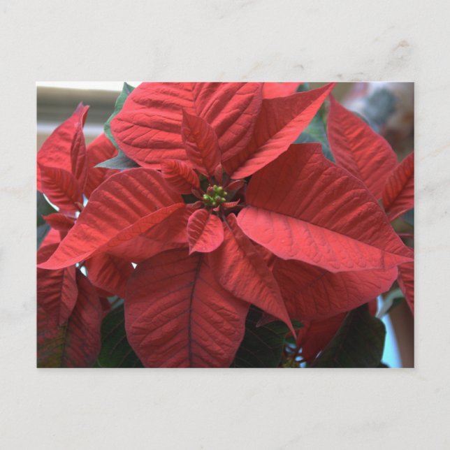 Poinsettia Postcard (Front)