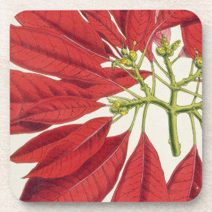 Poinsettia Pulcherrima (colour litho) Coaster