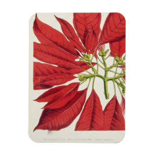 Poinsettia Pulcherrima (colour litho) Magnet