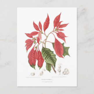 Poinsettia pulcherrima postcard