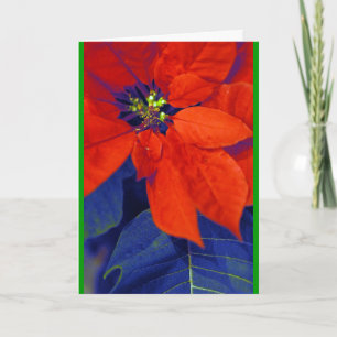 Poinsettias and blue leaves holiday card
