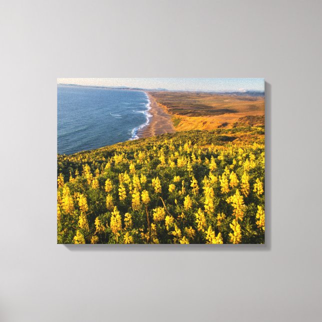 Point Reyes National Seashore California Canvas Print (Front)