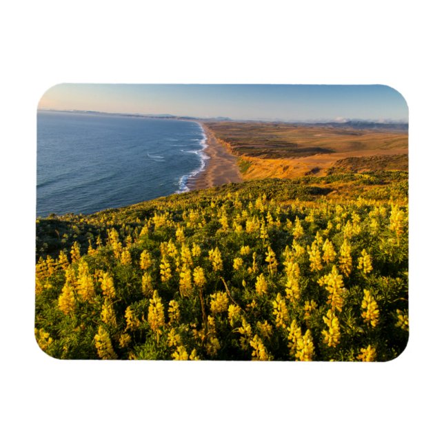 Point Reyes National Seashore California Magnet (Horizontal)