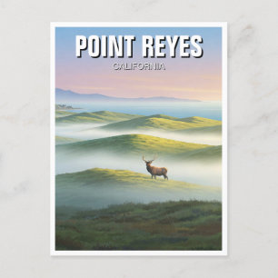 Point Reyes National Seashore Elk Postcard