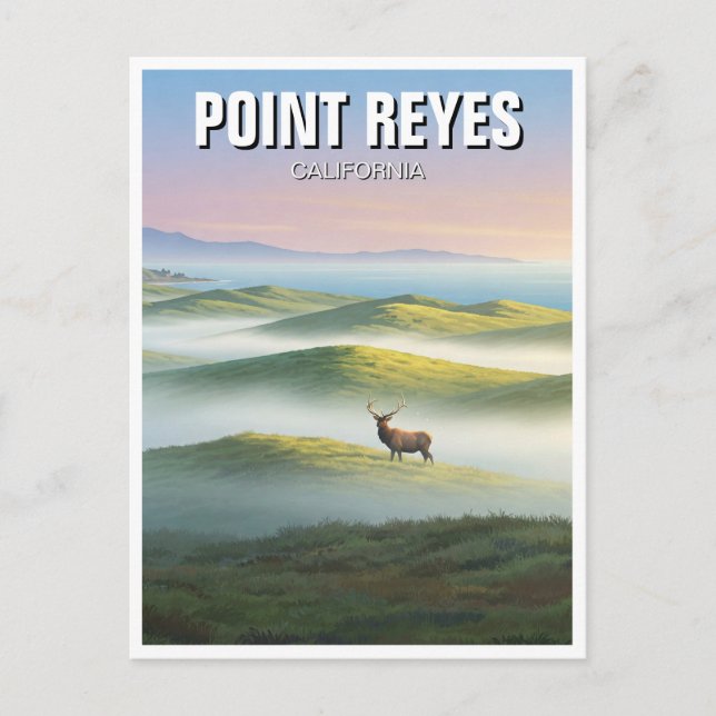 Point Reyes National Seashore Elk Postcard (Front)