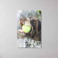 Pointer dog biting tennis ball, close-up