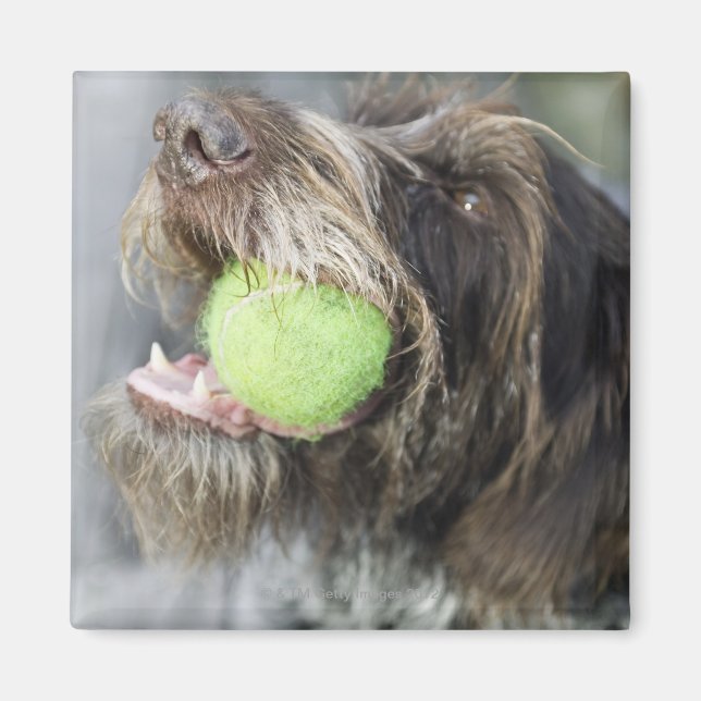 Pointer dog biting tennis ball, close-up magnet (Front)