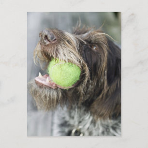 Pointer dog biting tennis ball, close-up postcard