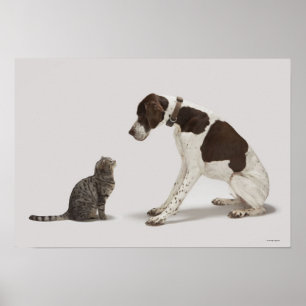 Pointer looking down at cat poster