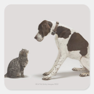 Pointer looking down at cat square sticker