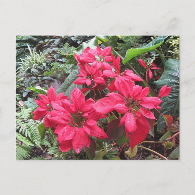 Pointsettias Postcard (Front)