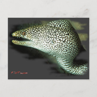 Poised and Ready-Guinie Fowl Eel Postcard