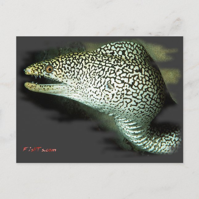 Poised and Ready-Guinie Fowl Eel Postcard (Front)