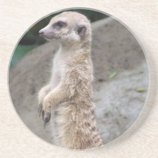 Poised Meerkat Coaster