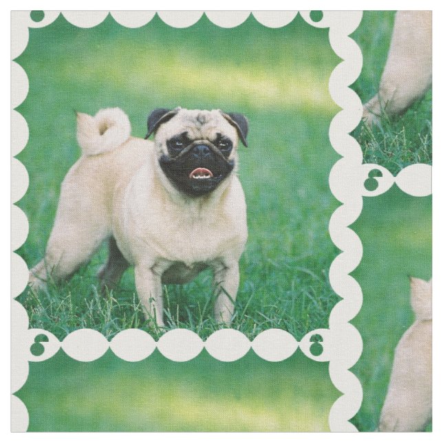 Poised Pug Fabric (Close Up)