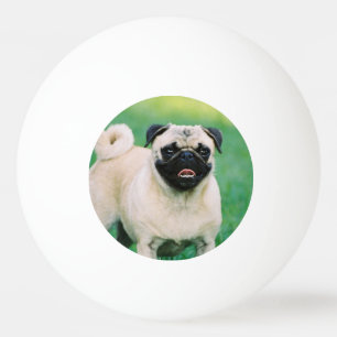Poised Pug Ping Pong Ball