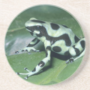 Poison Dart Frog, (Dendrobates auratus) Cahuita Coaster