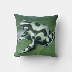 Poison Dart Frog, (Dendrobates auratus) Cahuita Cushion