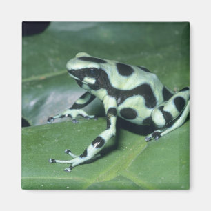 Poison Dart Frog, (Dendrobates auratus) Cahuita Magnet