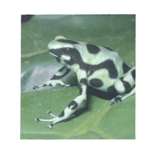 Poison Dart Frog, (Dendrobates auratus) Cahuita Notepad