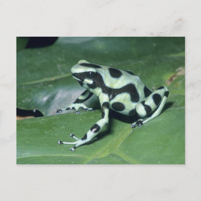 Poison Dart Frog, (Dendrobates auratus) Cahuita Postcard (Front)