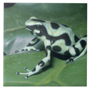 Poison Dart Frog, (Dendrobates auratus) Cahuita Tile