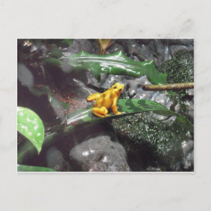Poison Dart Frog Photo Postcard