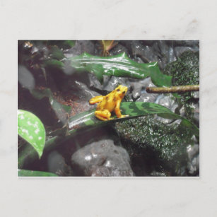 Poison Dart Frog Photo Postcard