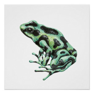 Poison dart frog poster