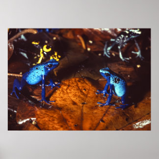 Poison Dart Frogs Poster
