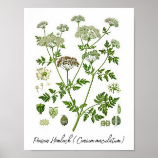 Poison Hemlock Vintage Botanical Illustration Poster