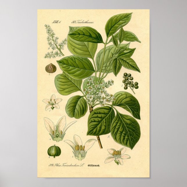 Poison Ivy plant Print (Front)