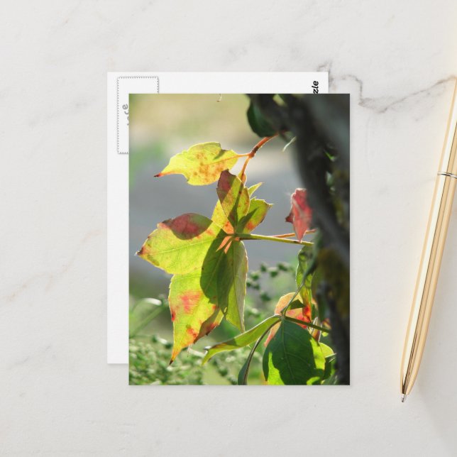 Poison Ivy Postcard (Front/Back In Situ)