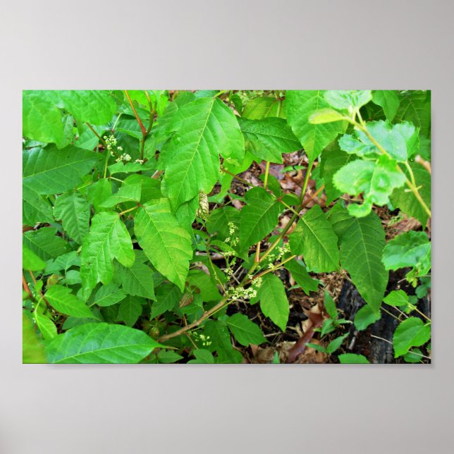 Poison ivy with flowers poster (Front)