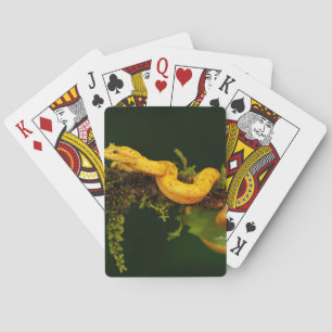 Poison Viper Snake from Costa Rica Playing Cards