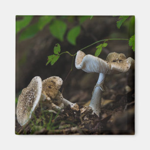 Poisonous Beauty Magnet