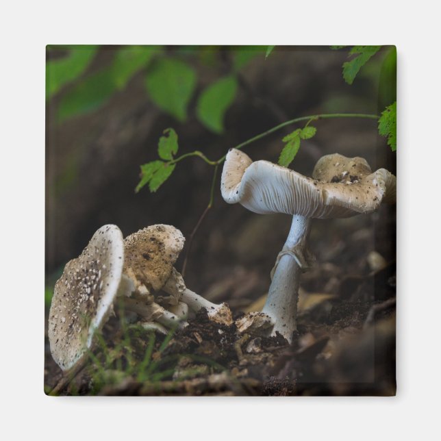 Poisonous Beauty Magnet (Front)