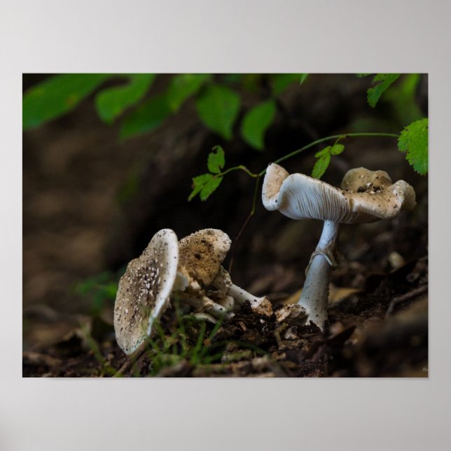 Poisonous Beauty Poster (Front)