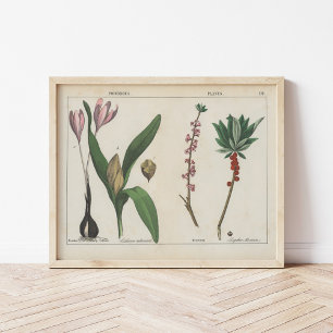 Poisonous Plants   Charlotte Mary Yonge Poster