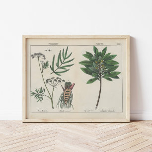 Poisonous Plants   Charlotte Mary Yonge Poster