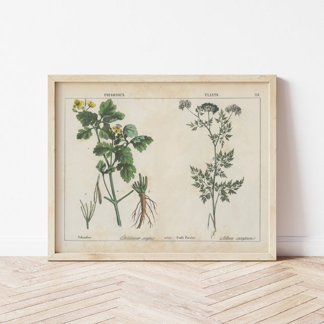 Poisonous Plants | Charlotte Mary Yonge Poster (Creator Uploaded)