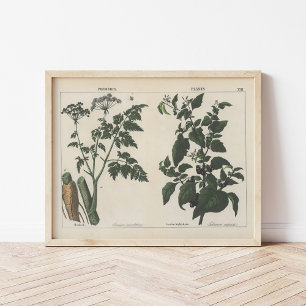 Poisonous Plants   Charlotte Mary Yonge Poster