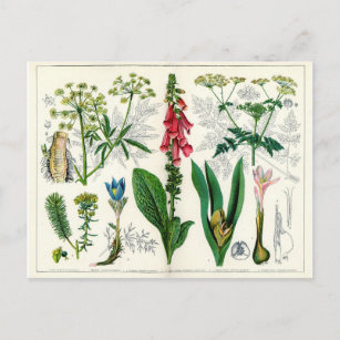 Poisonous Plants Postcard