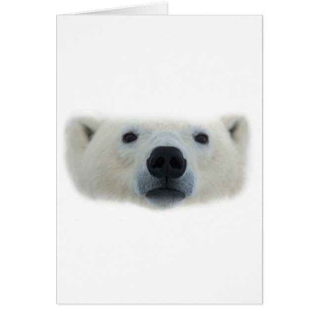 Polar Bear (Front)