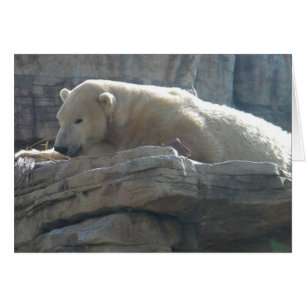 Polar Bear