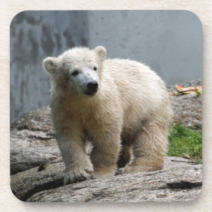 Polar Bear 010 Coaster