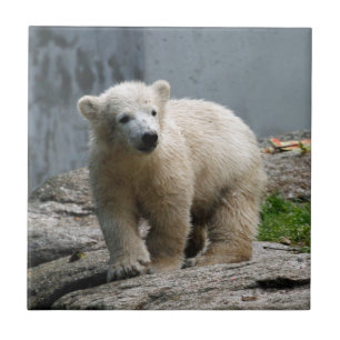 Polar Bear 010 Tile