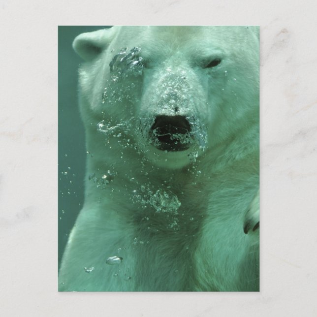 polar-bear-4069 postcard (Front)